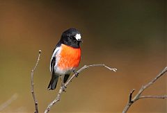 Scarlet Robin